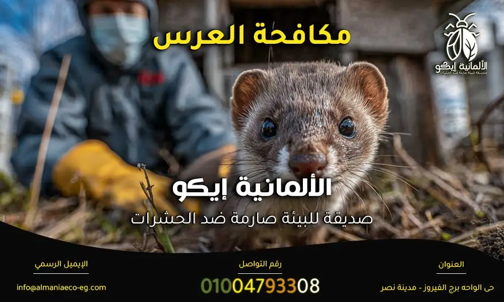 مكافحة العرس