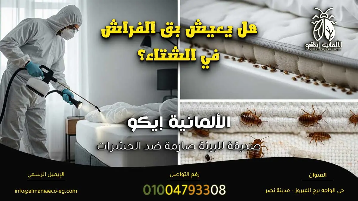 بق الفراش في الشتاء