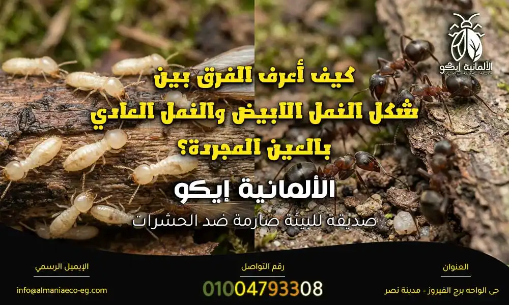 شكل النمل الابيض