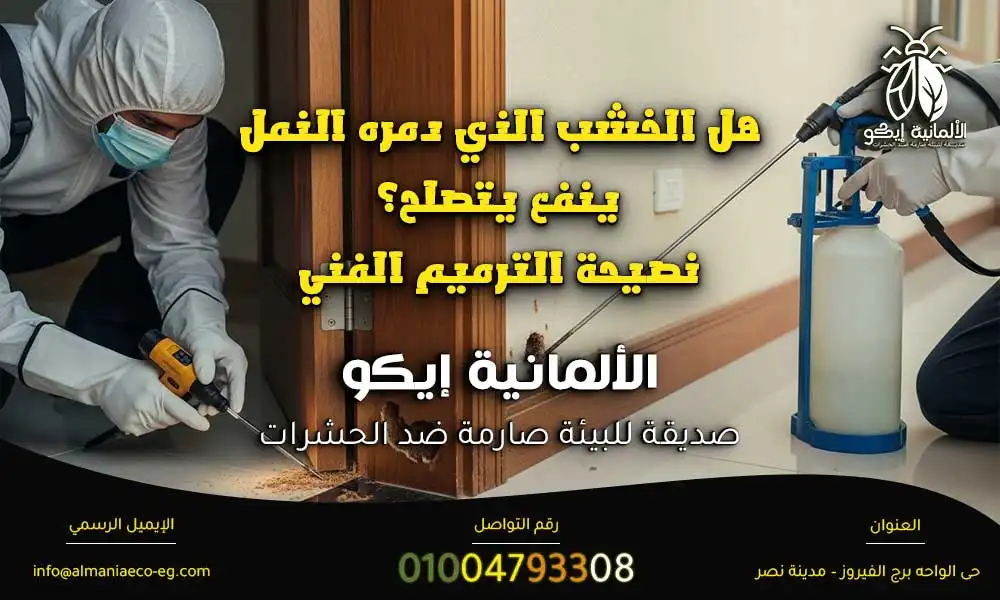 شكل النمل الابيض