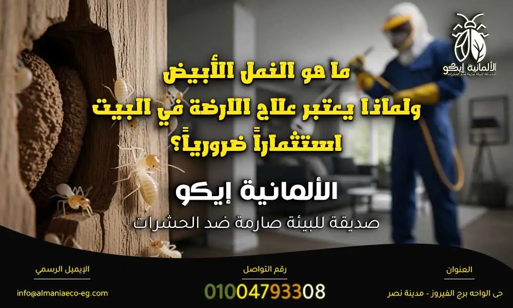 علاج النمل الأبيض في الخشب