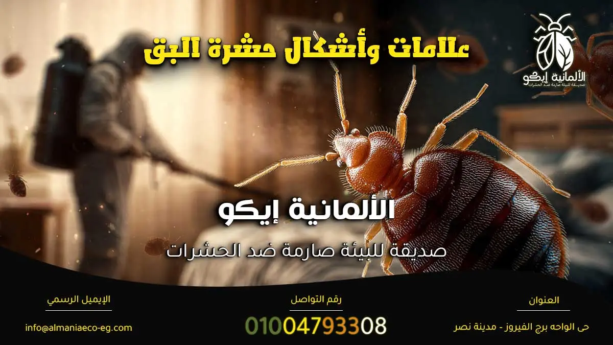 علامات وأشكال حشرة البق