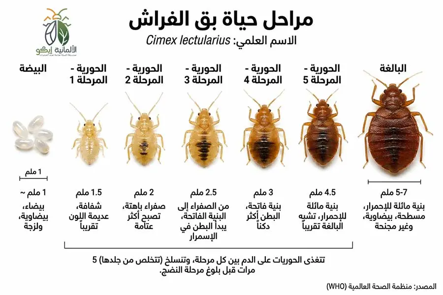 علامات وجود بق الفراش
