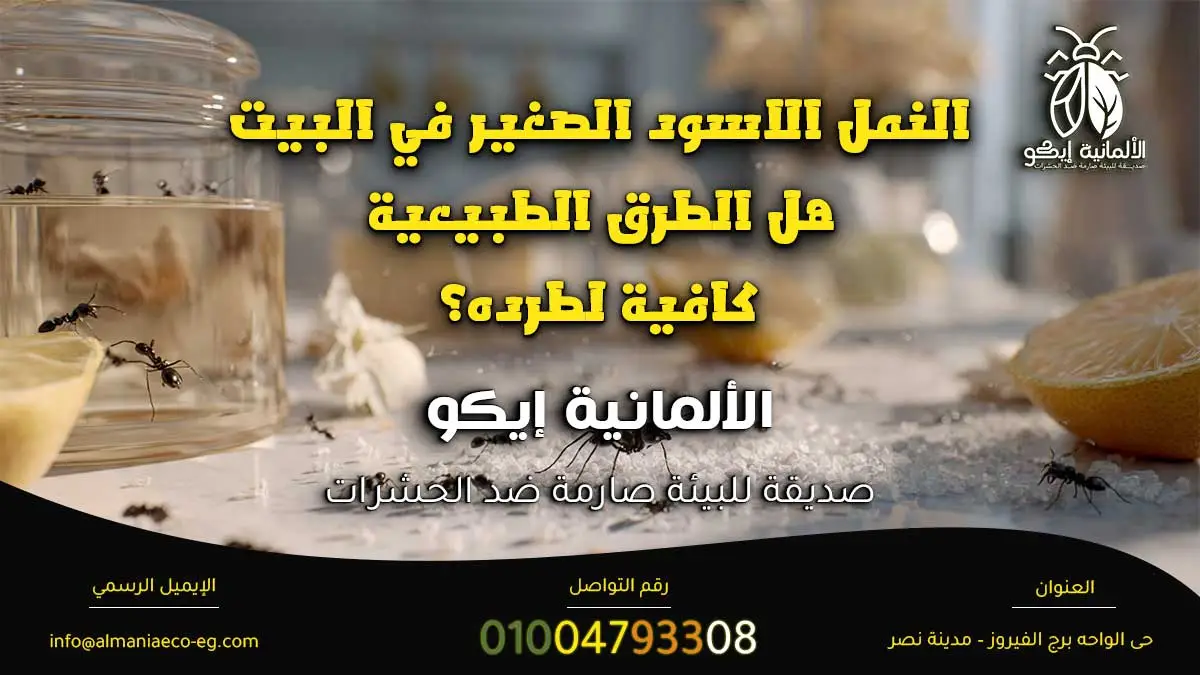 النمل الاسود