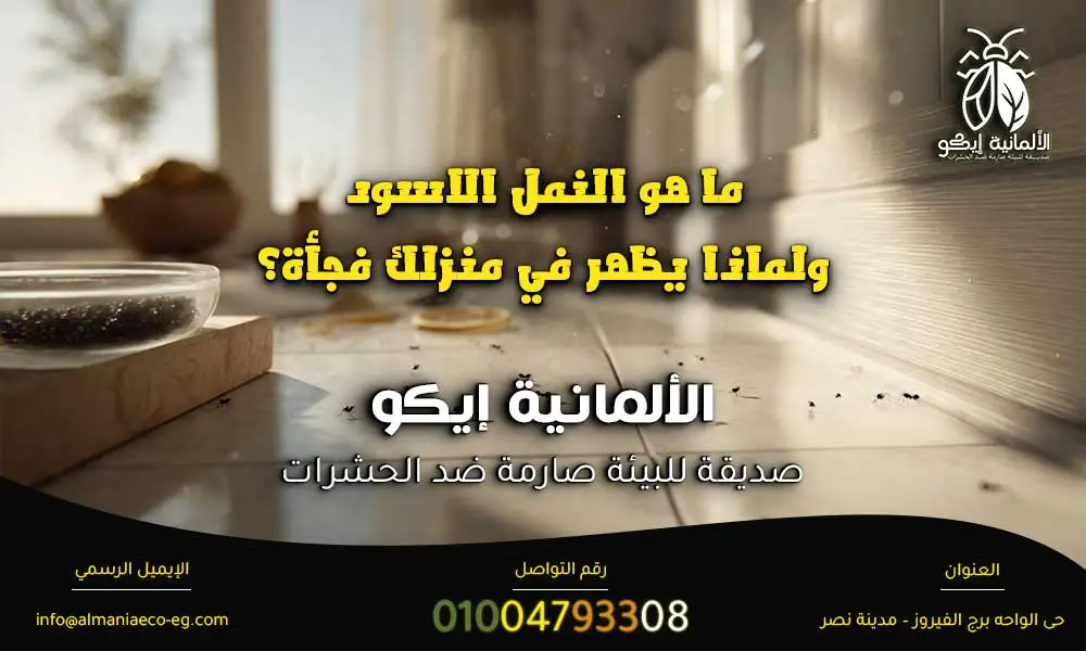 النمل الاسود