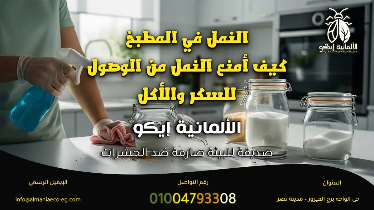 النمل في المطبخ