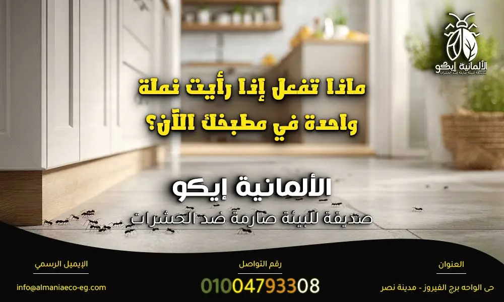 النمل في المطبخ