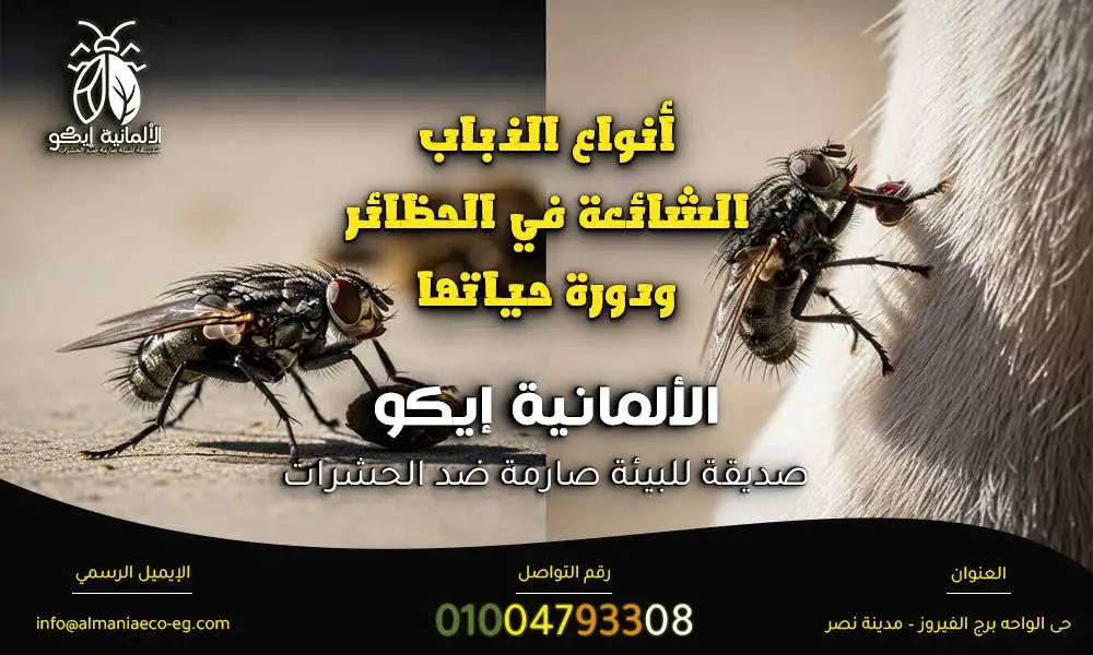 مكافحة الذباب في الحظائر