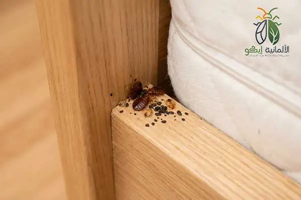 أثار انتشار بق الفراش