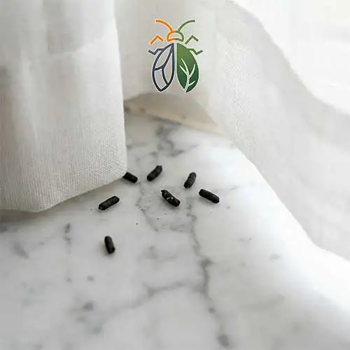 Close-up shot of gecko droppings on a kitchen surface as a sign of infestation