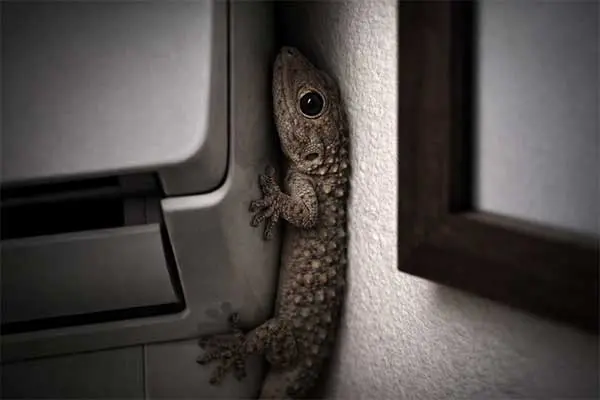 إبادة الأبراص في القاهرة الجديدة