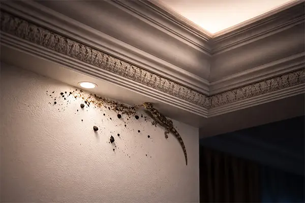 مشكلة الأبراص في فيلات القطامية