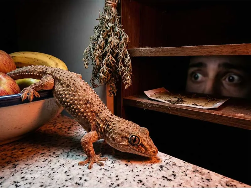 برص مقزز في الرحاب