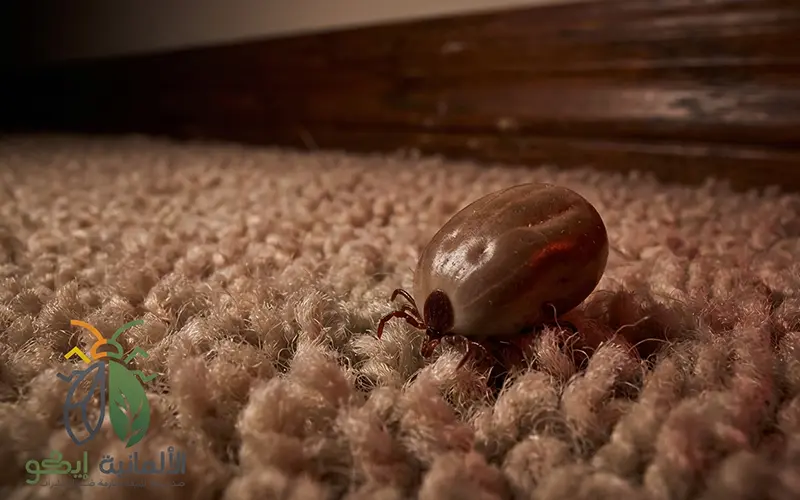 تواجد القراد في السجاد والشقوق - خطر صحي