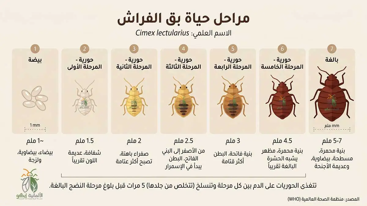حشرة البق