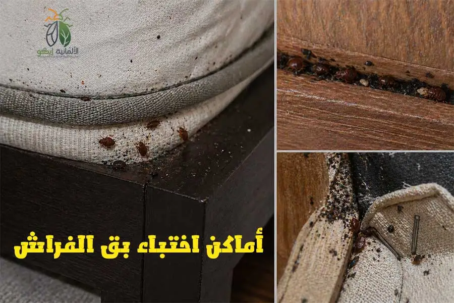 حشرة البق