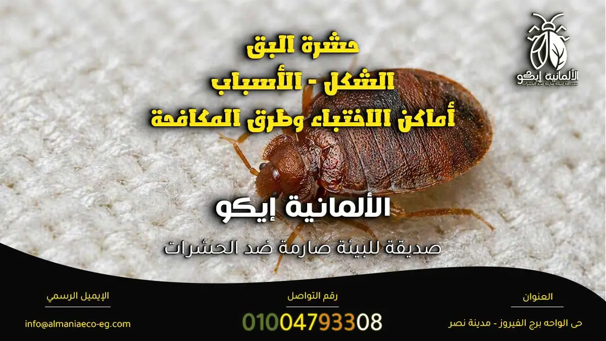 حشرة البق