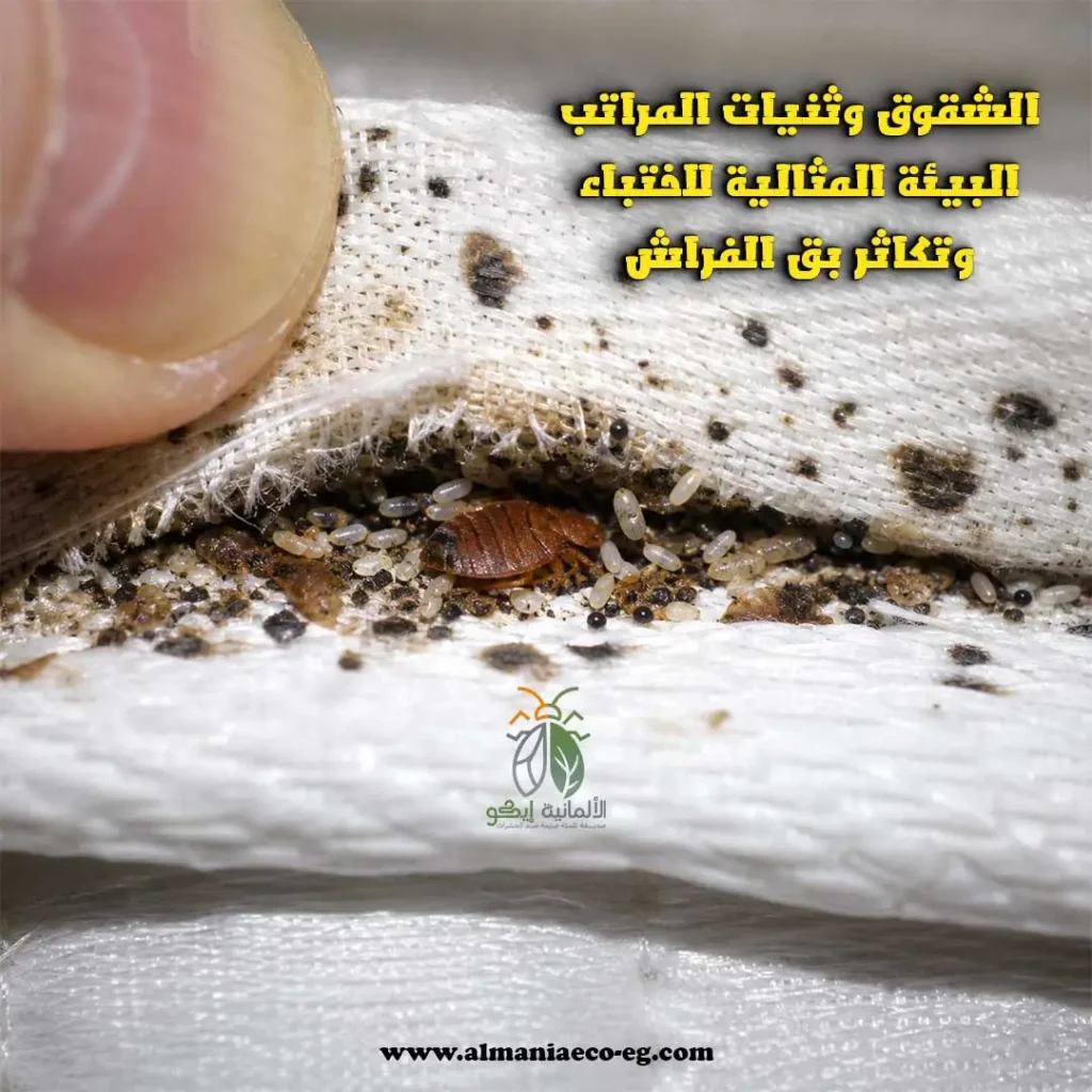 أسباب ظهور بق الفراش