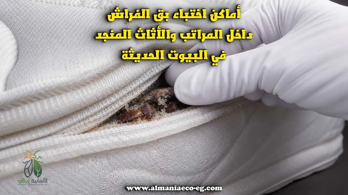 كيف يدخل بق الفراش إلى المنازل النظيفة