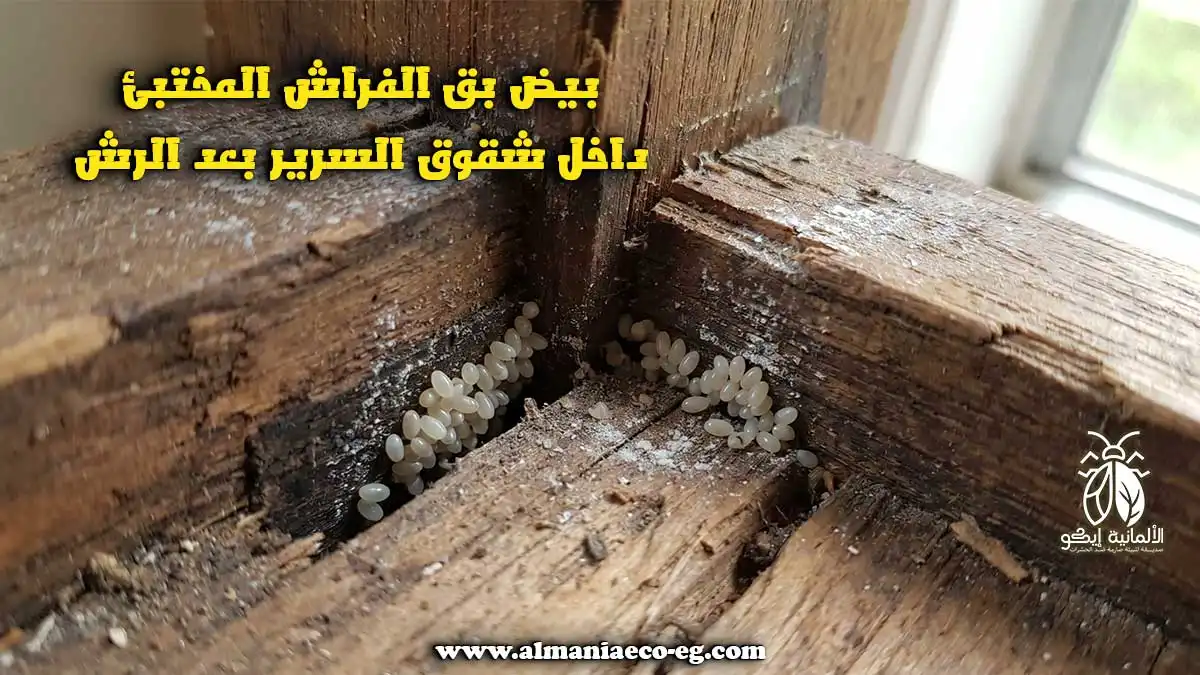 هل البق يرجع بعد الرش