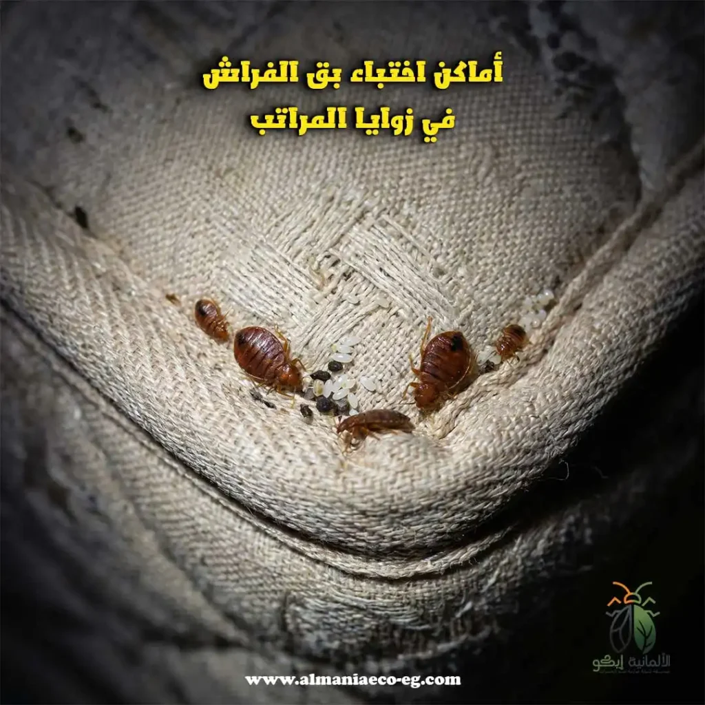 هل بق الفراش خطير