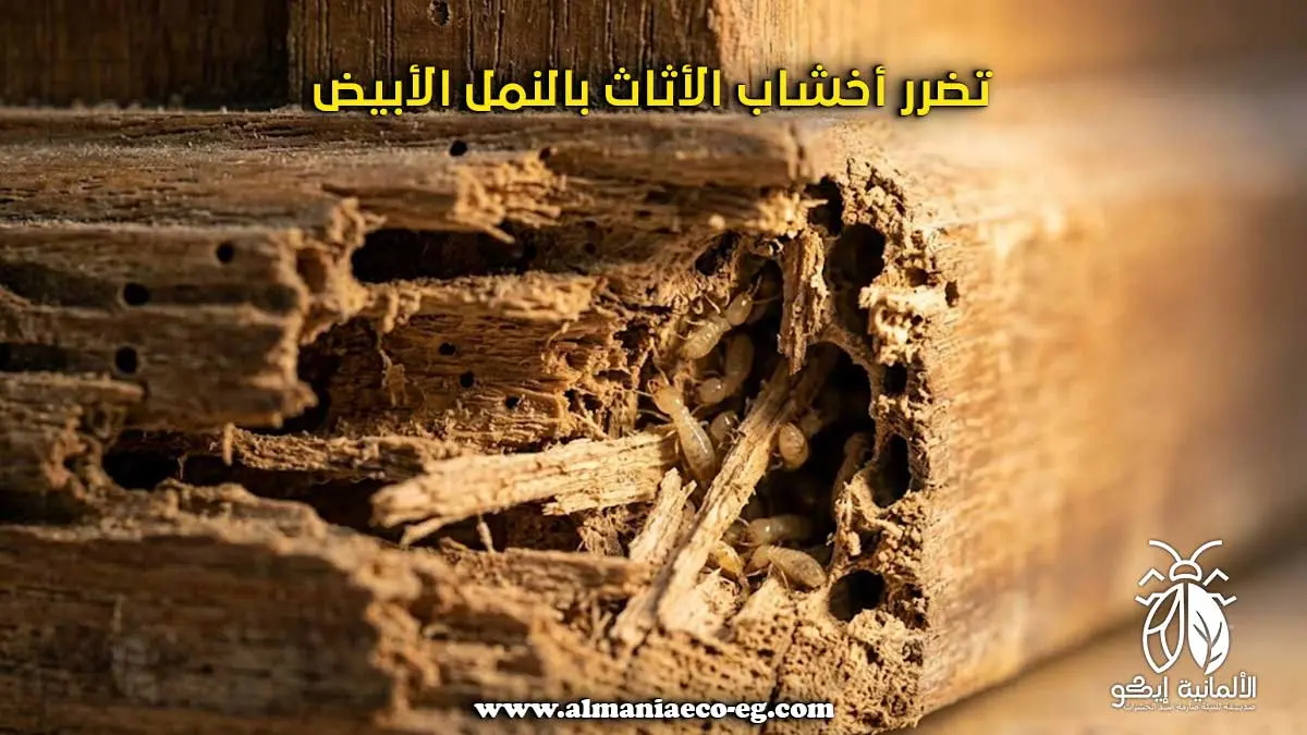 تضرر أخشاب الأثاث بالنمل الأبيض.