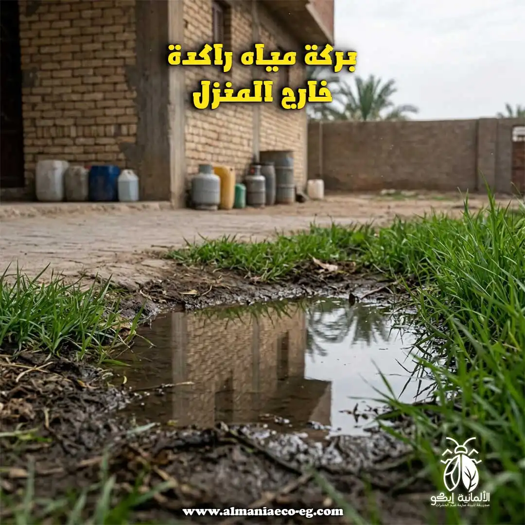 بركة مياه راكدة خارج المنزل من الاسباب الرئيسية في انتشار الناموس.