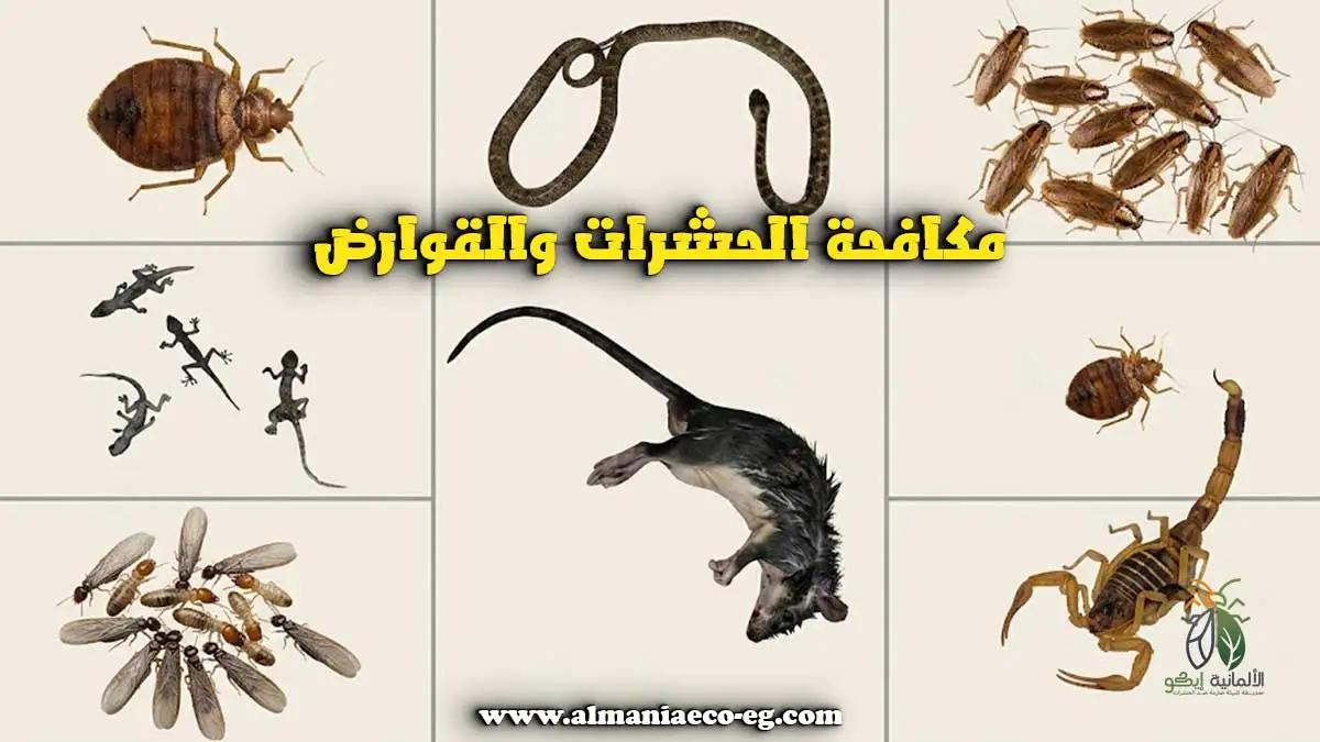مكافحة الحشرات والقوارض.