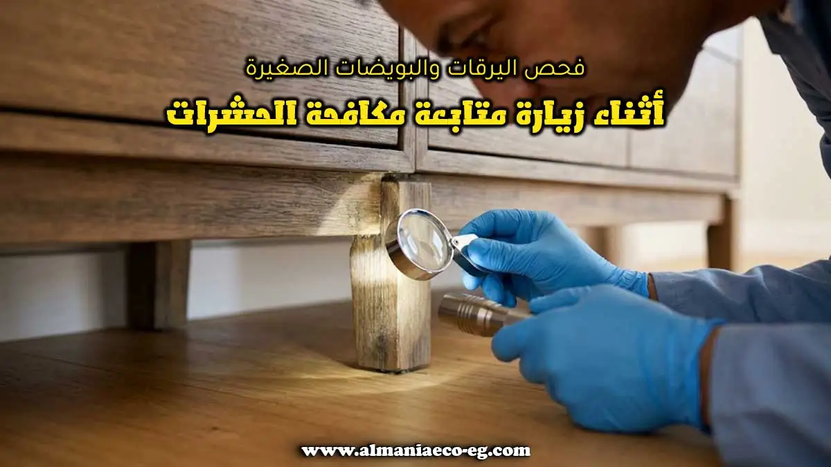 فحص اليرقات والبويضات الصغيرة أثناء زيارة متابعة مكافحة الحشرات.