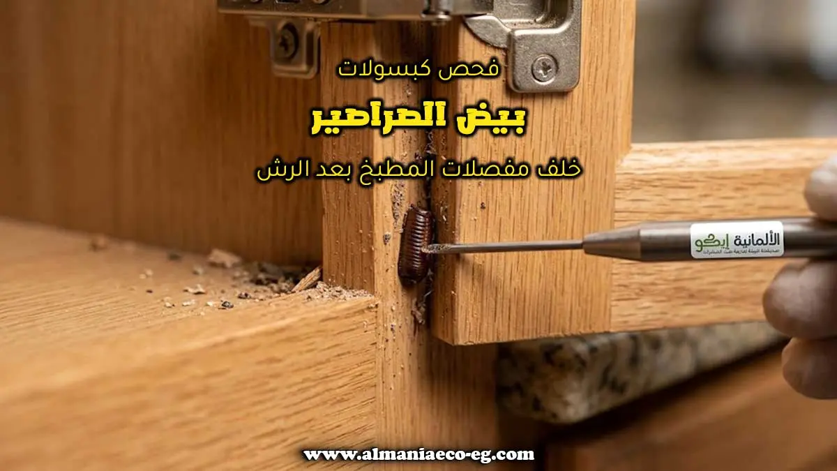 فحص كبسولات بيض الصراصير خلف مفصلات المطبخ بعد الرش