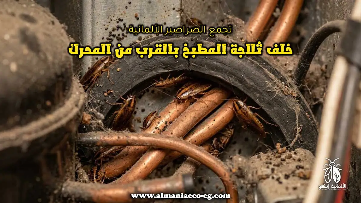 تجمع الصراصير الألمانية خلف ثلاجة المطبخ بالقرب من المحرك