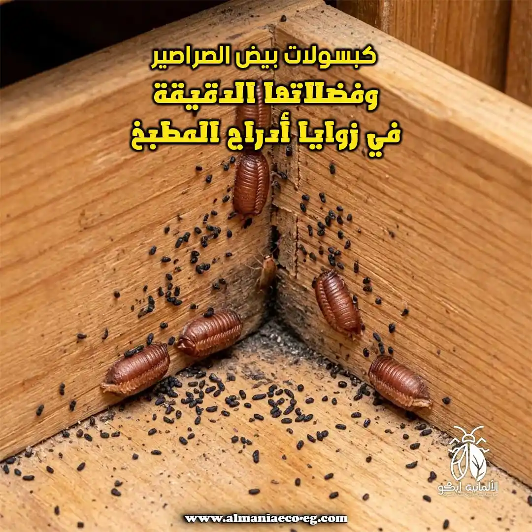 كبسولات بيض الصراصير وفضلاتها الدقيقة في زوايا أدراج المطبخ