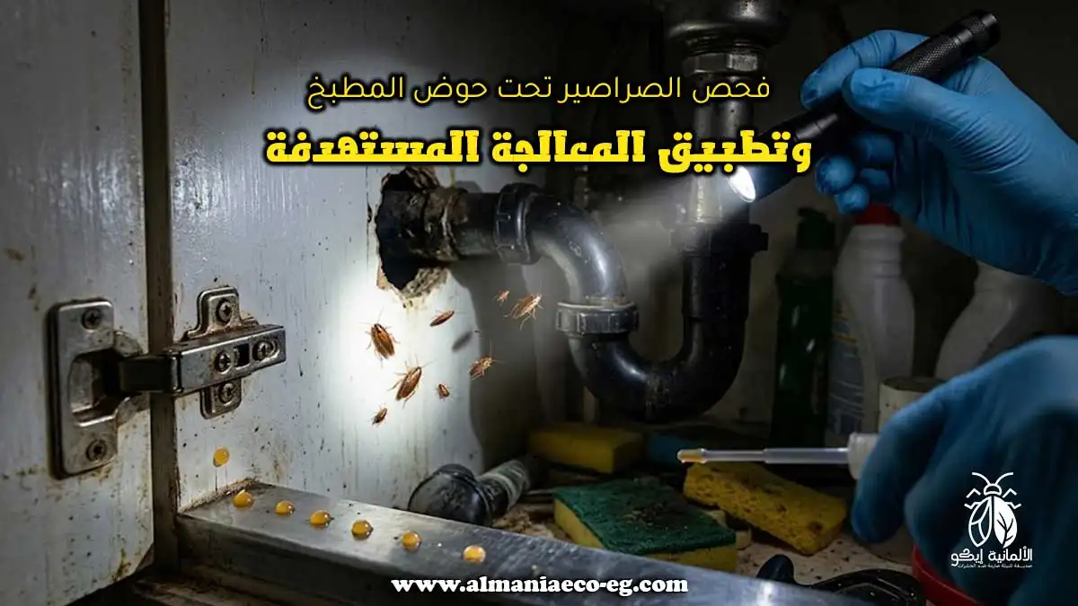 فحص الصراصير تحت حوض المطبخ وتطبيق المعالجة المستهدفة