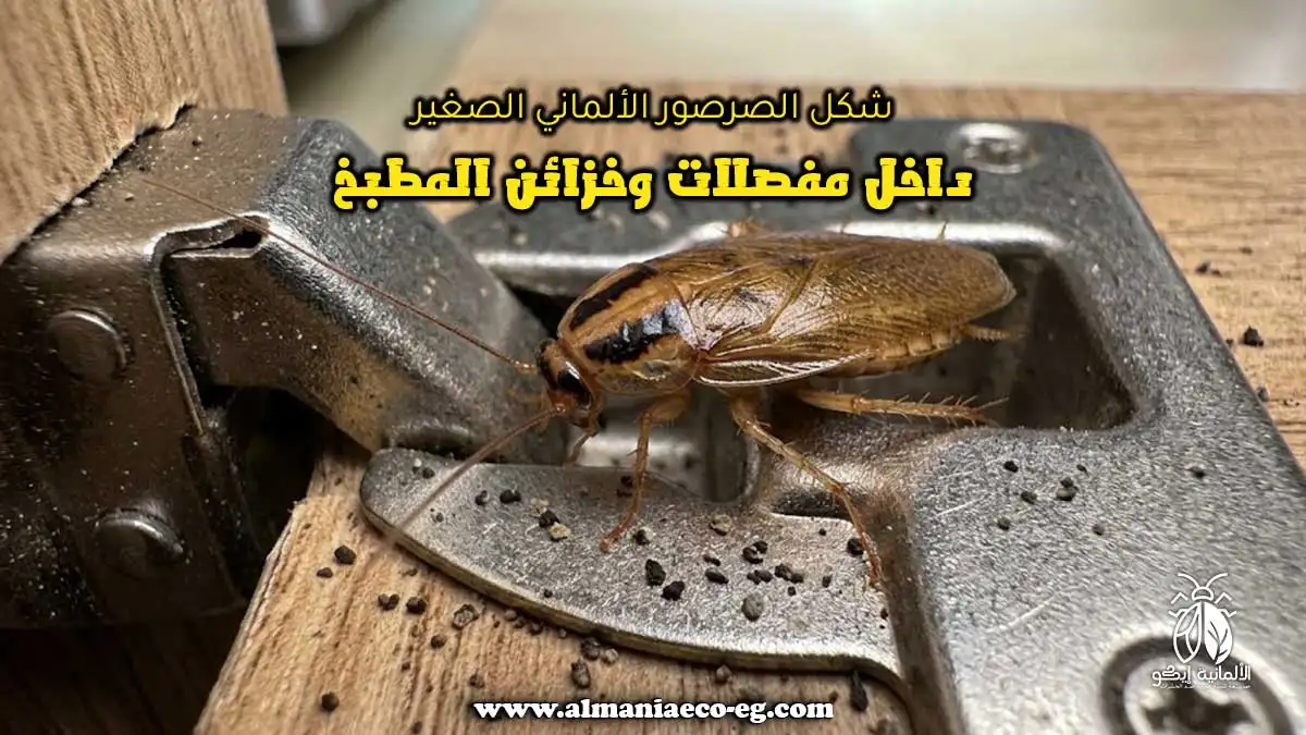 شكل الصرصور الألماني الصغير داخل مفصلات وخزائن المطبخ