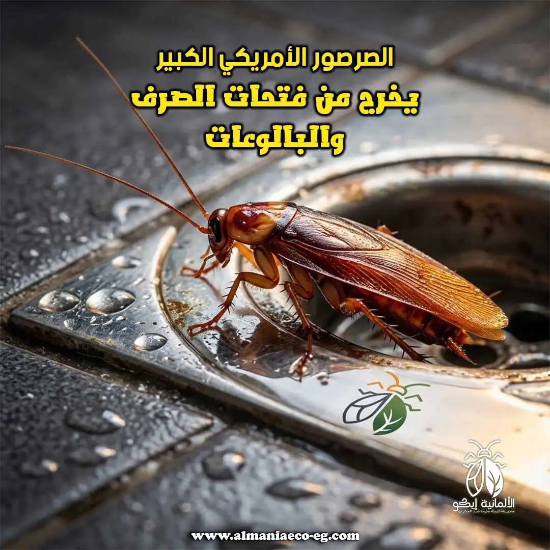 الصرصور الأمريكي الكبير يخرج من فتحات الصرف والبالوعات