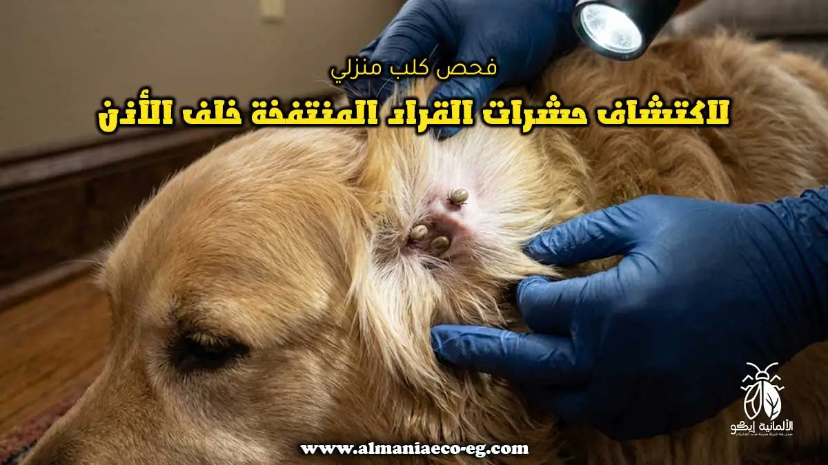 فحص كلب منزلي لاكتشاف حشرات القراد المنتفخة خلف الأذن