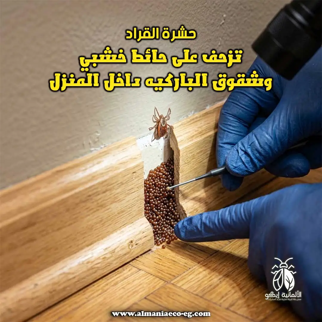 حشرة القراد تزحف على حائط خشبي وشقوق الباركيه داخل المنزل