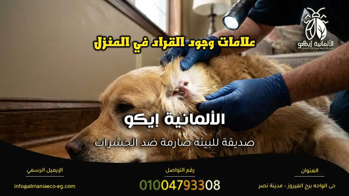 علامات وجود القراد في المنزل أثناء فحص موقع الإصابة