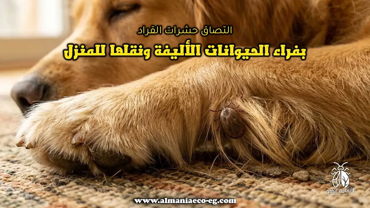 التصاق حشرات القراد بفراء الحيوانات الأليفة ونقلها للمنزل
