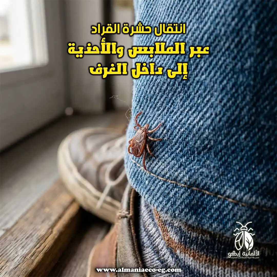انتقال حشرة القراد عبر الملابس والأحذية إلى داخل الغرف