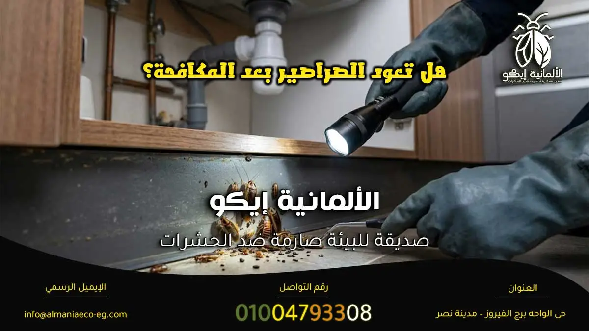 هل تعود الصراصير بعد المكافحة؟ أثناء فحص موقع الإصابة