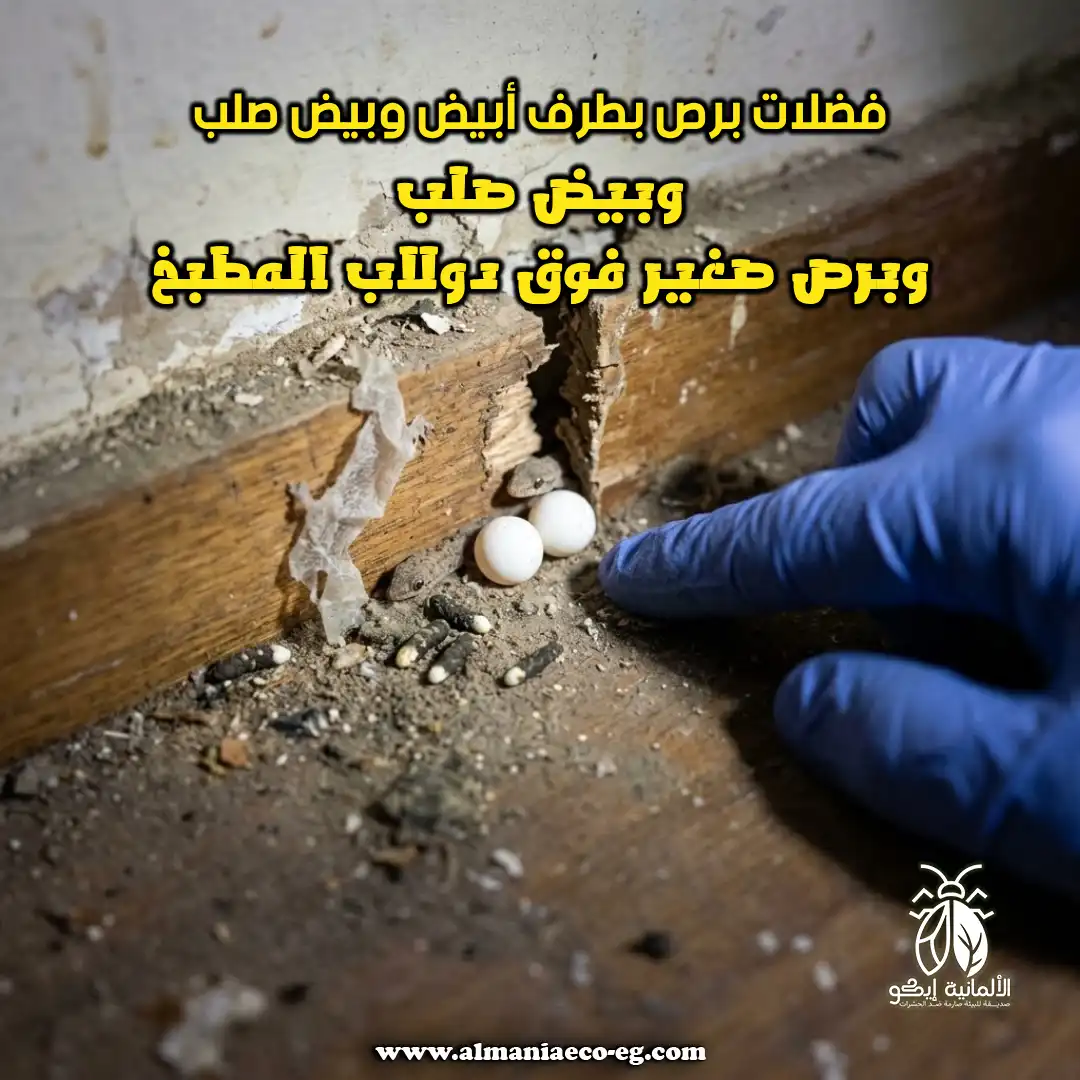 فضلات برص بطرف أبيض وبيض صلب وبرص صغير فوق دولاب المطبخ