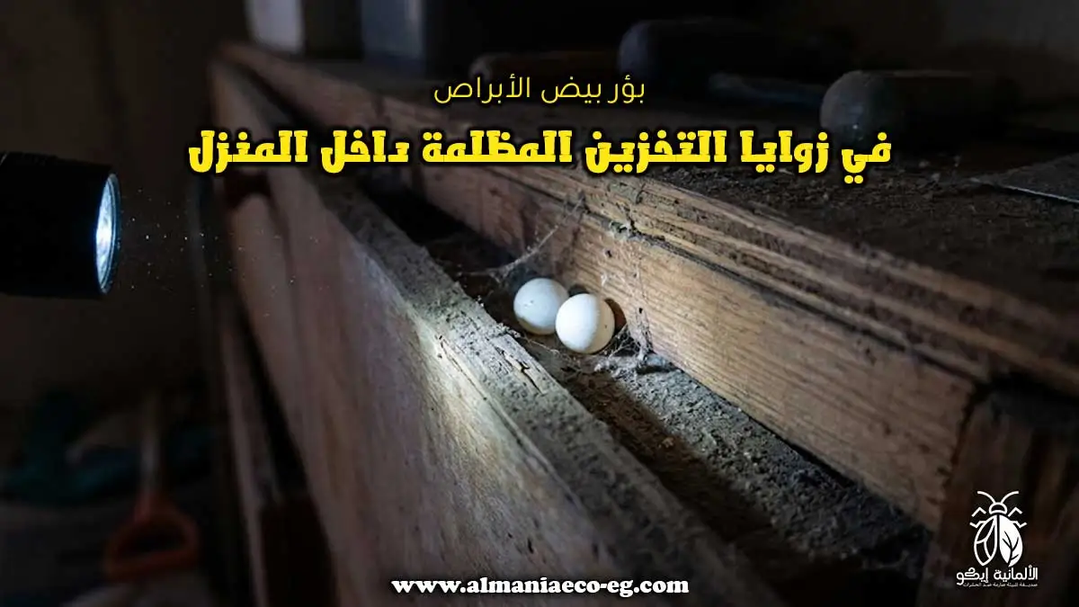 بؤر بيض الأبراص في زوايا التخزين المظلمة داخل المنزل